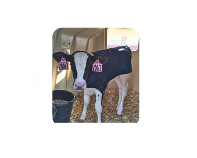 Calf Jackets, Pig Penning