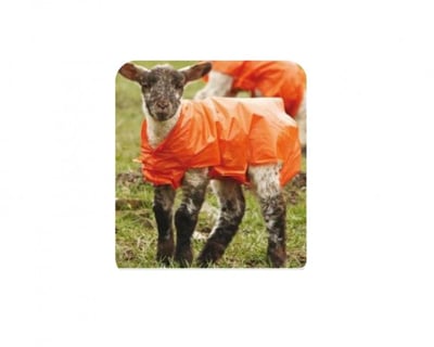 Lamb Jackets, Pig Penning